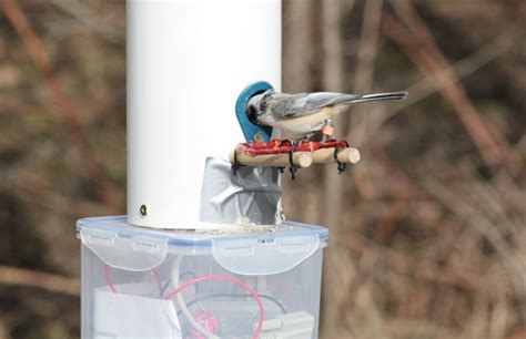 rfid tracking birds|What Are Feeder Birds Doing With All T.